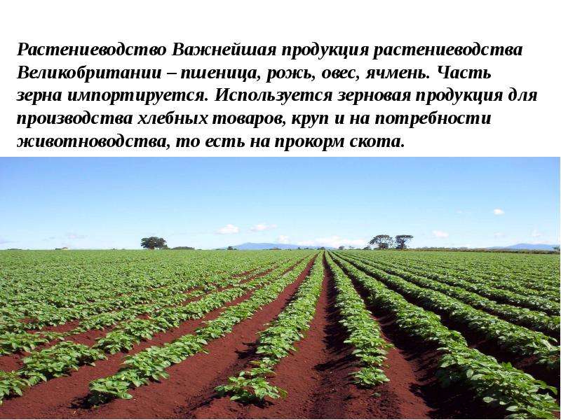 Главная отрасль сельского хозяйства великобритании. Хозяйство Великобритании. Растениеводство Великобритании. Продукция растениеводства. Животноводство и Растениеводство в Великобритании.