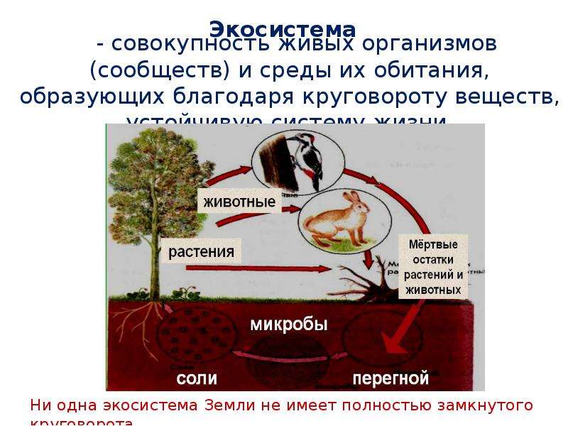 Благодаря круговороту веществ. Организмы и их среда обитания. Живые организмы и среда их обитания. Совокупность живых организмов и среды их обитания. Среда обитания это совокупность живых организмов.