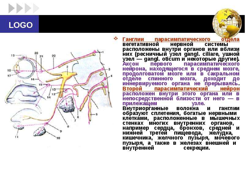 Нервный узел где. Ганглии парасимпатического отдела ВНС расположен. Ганглии симпатической нервной системы расположены. Нейроны ядер центрального отдела вегетативной нервной. Ганглии автономной нервной системы.