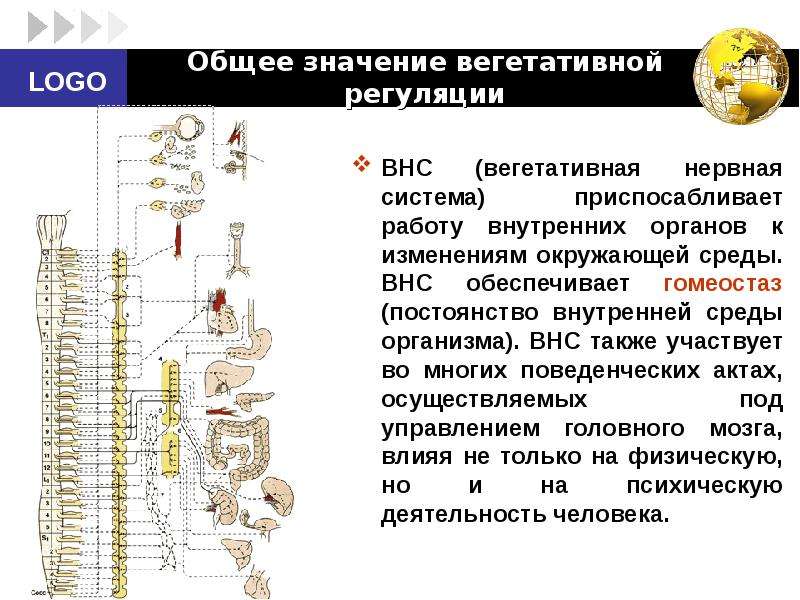 Презентация вегетативная нервная система 8 класс биология