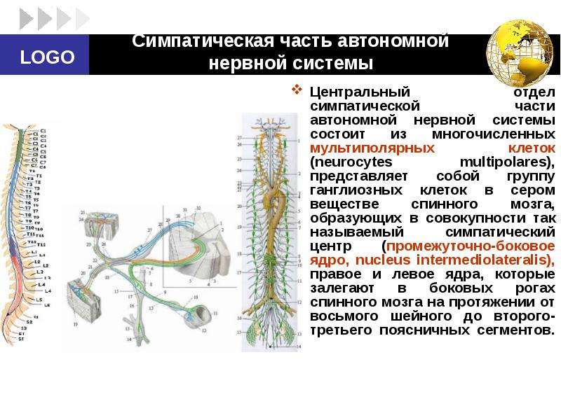 Симпатическая нервная система фото