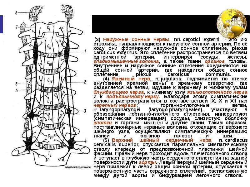 Сонное сплетение. Наружное сонное сплетение. Общее сонное сплетение. Наружные сонные нервы отходят от узла.