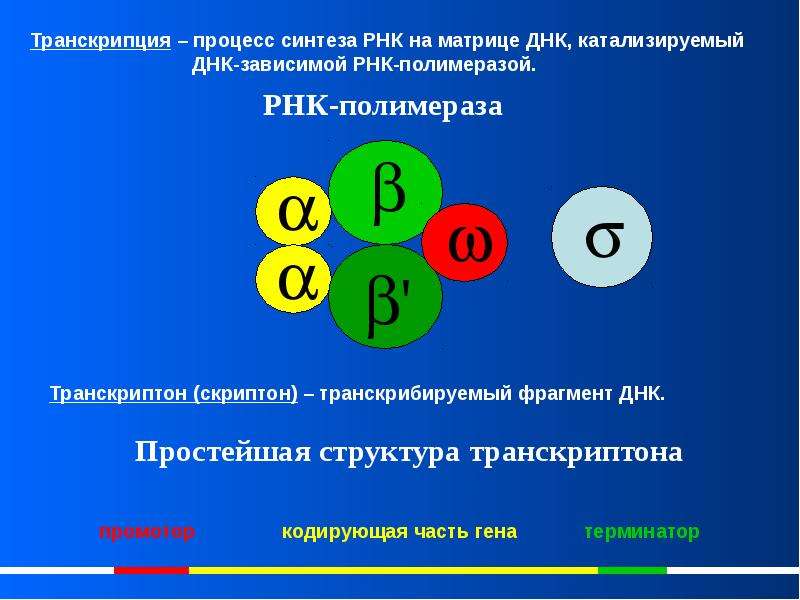 Явись транскрипция. Матрица в процессе транскрипции. Процесс транскрипции. Является матрицей в процессе транскрипции. Процесс синтеза РНК на матрице ДНК.