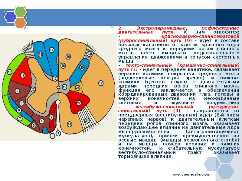 Красноядерно спинномозговой путь схема