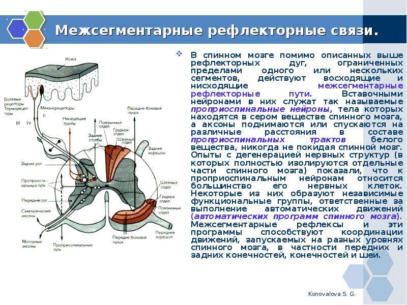 Схема нейронов спинного мозга