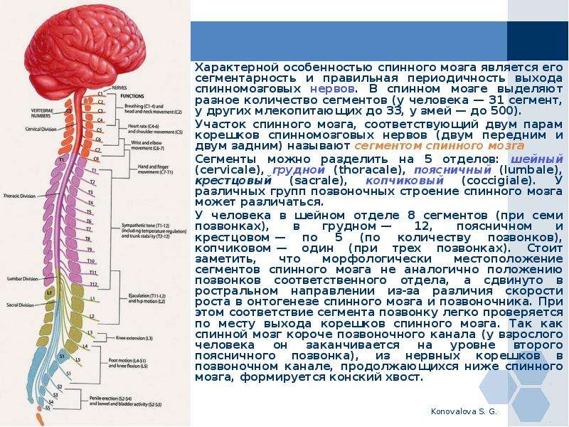 Спинной мозг и головной мозг презентация