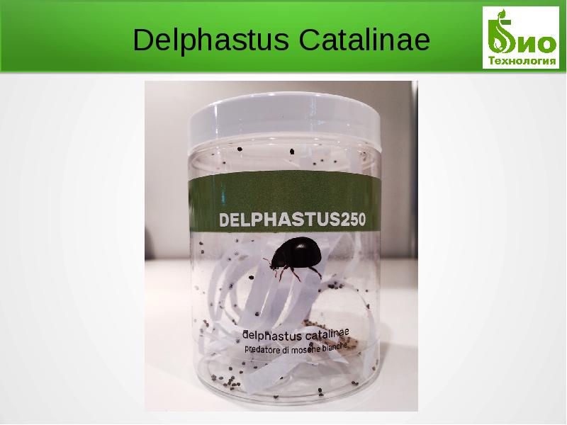 


Delphastus Catalinae
