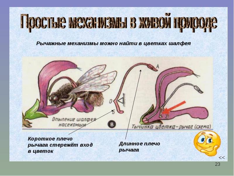 Проект на тему рычаги в природе