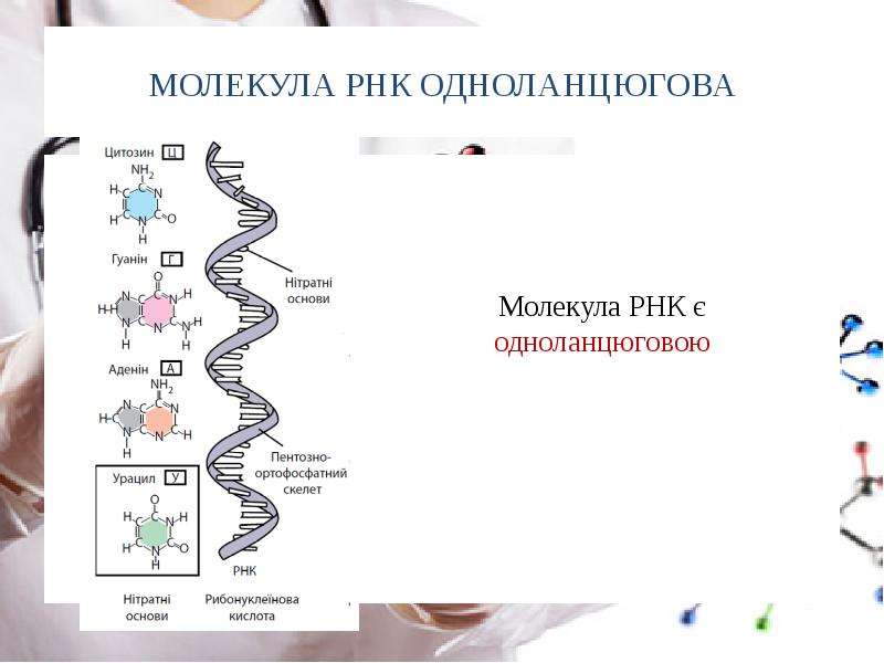 Молекула рнк представлена. Молекула РНК. РНК расшифровка. Самая длинная молекула РНК. Размер молекулы РНК.