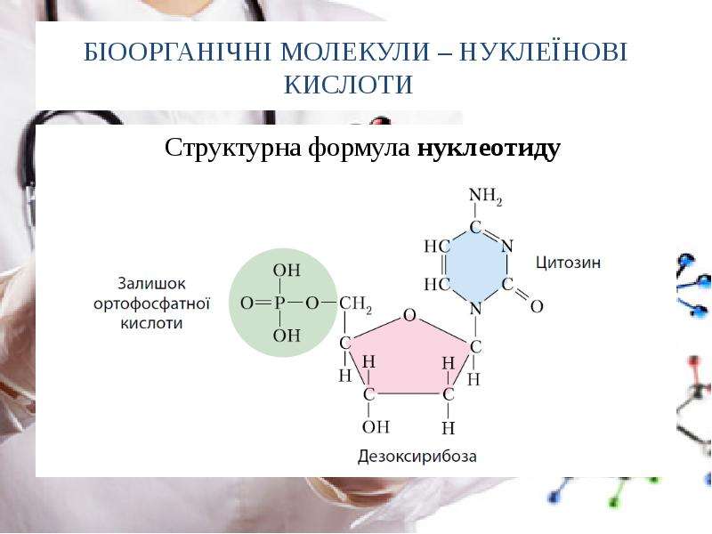 Модель нуклеотида. Есть ли у хлорофилла нуклеотиды.