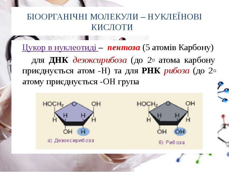 Потеря нуклеотида. Пентоза входящая в состав ДНК это. Атомы в пентозе. Пентоза ДНК.