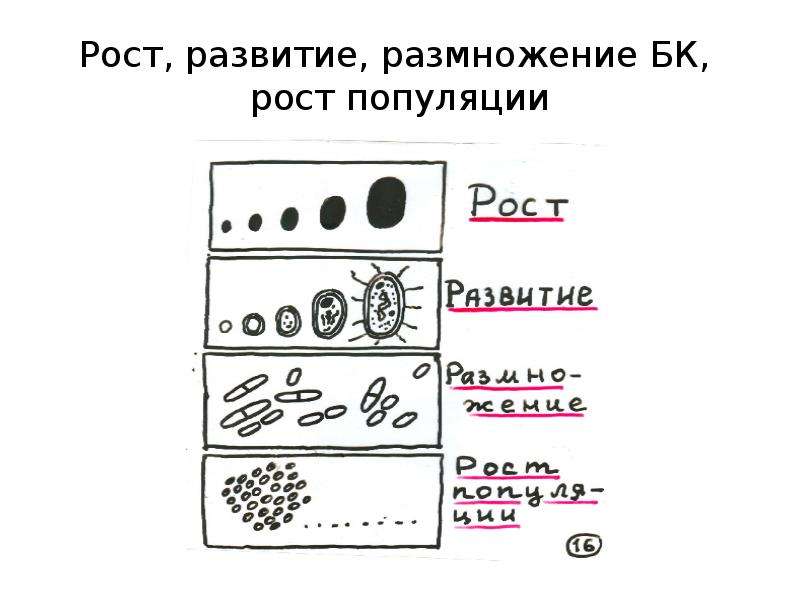 Рост развитие размножение. Рост и размножение микробов в схемах. Рост питание размножение микроорганизмов. Рост бактерий схема. Схема питания и размножения микроорганизмов.