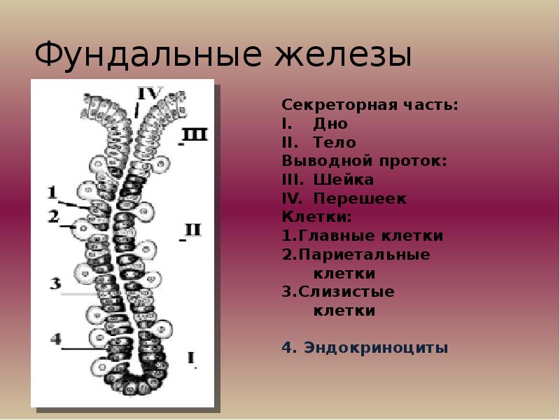 Средний отдел