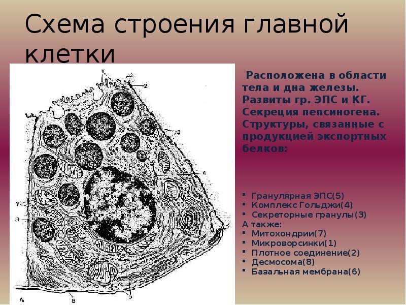 Пищеварительная система презентация гистология