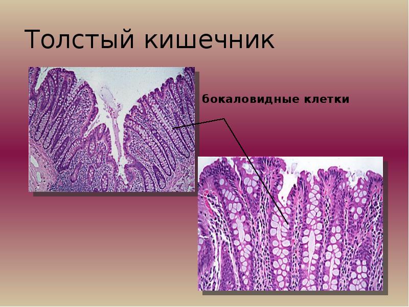 Апуд система гистология