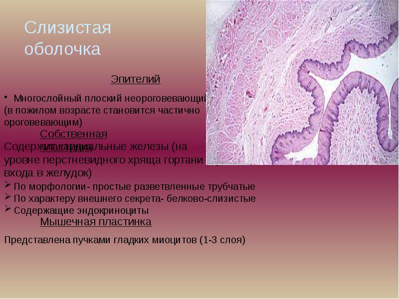 Общий план строения пищеварительной системы гистология