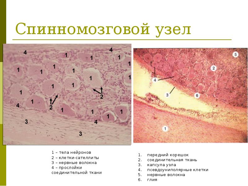 Нервная система гистология презентация