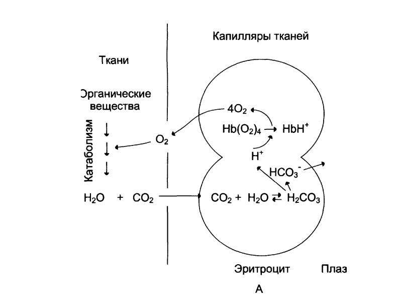 Биохимия 10 класс презентация