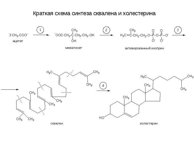 Биосинтез холестерина схема процесса