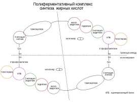 Синтез липидов