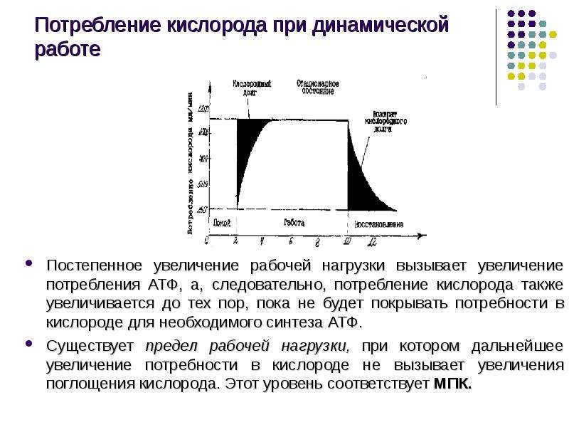 Потребление увеличено. Динамика потребления кислорода при физической работе. Потребление кислорода при работе. Потребление кислорода при физической нагрузке. Потребление кислорода при мышечной деятельности.