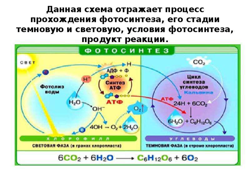 Темновая фаза фотосинтеза исходные продукты