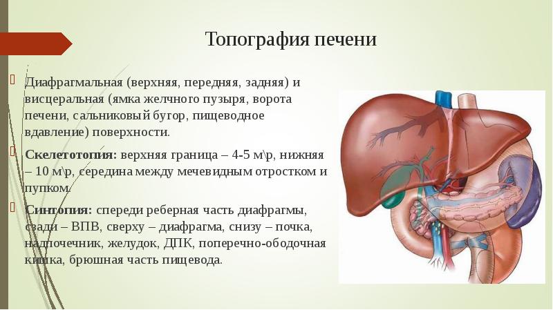 Печень верхняя граница нормы