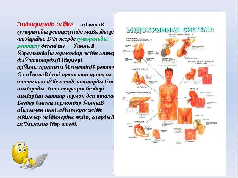 Ішкі секреция бездері аурулары презентация