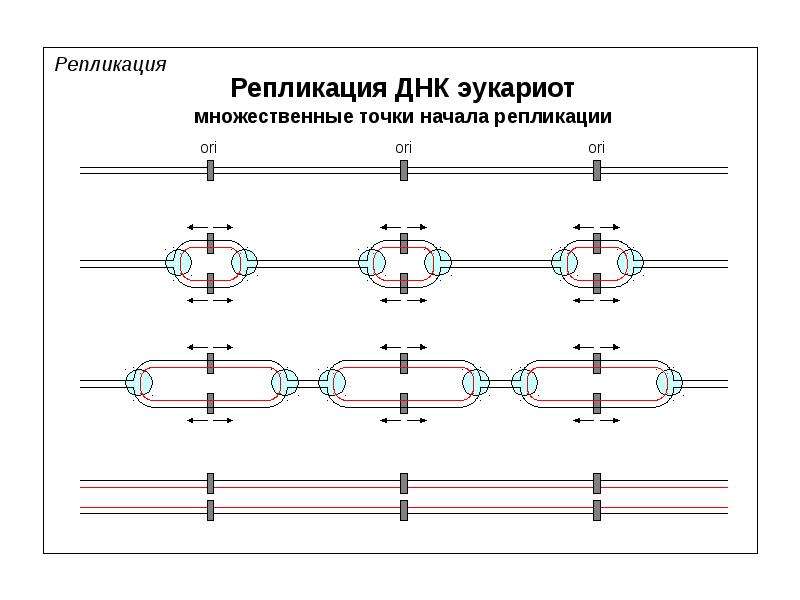 Днк эукариот. Репликация у эукариот начинается. Схема репликации ДНК эукариот. Репликация ДНК У эукариот протекает. Репликация хромосомы эукариот.