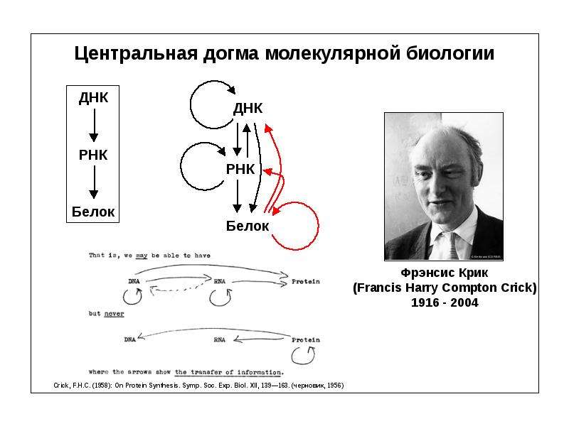 Центральная догма молекулярной биологии это. Фрэнсис крик Центральная Догма. Центральная Догма молекулярной биологии Френсис крик. Схема центральной догмы биологии. Фрэнсис крик схема 1953.