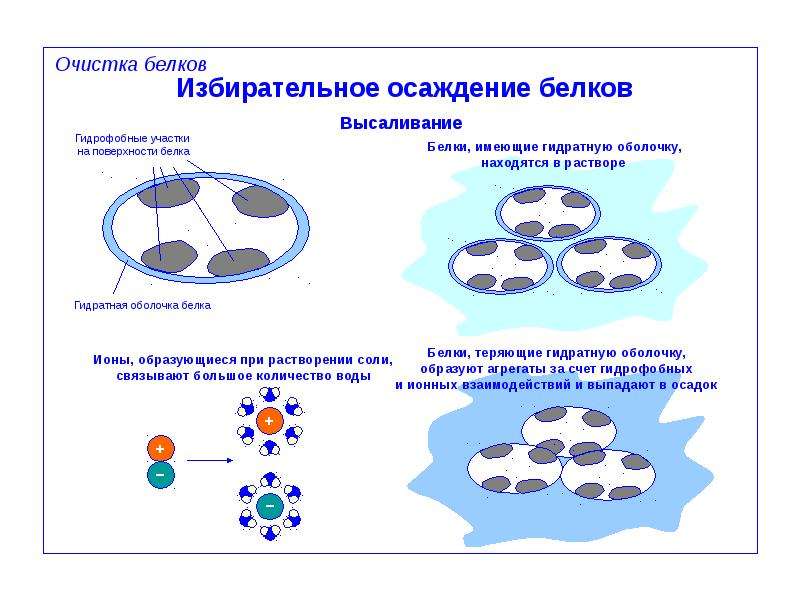 Оболочка белка. Гидратная оболочка белков. Механизм высаливания белков. Осаждение белка органическими растворителями. Механизм высаливания белков схема.