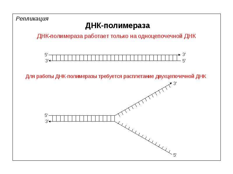 Репликация днк рнк полимераза. Репликация ДНК ДНК полимеразы. ДНК полимераза в репликации ДНК. РНК полимераза в репликации ДНК. Как работает ДНК полимераза.