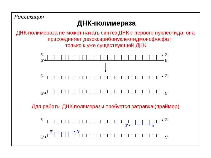 Репликация днк рнк полимераза. Исправление ошибок в работе ДНК полимеразы. График работы ДНК 42.