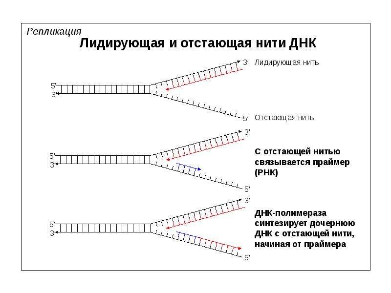 Схема репликационной вилки