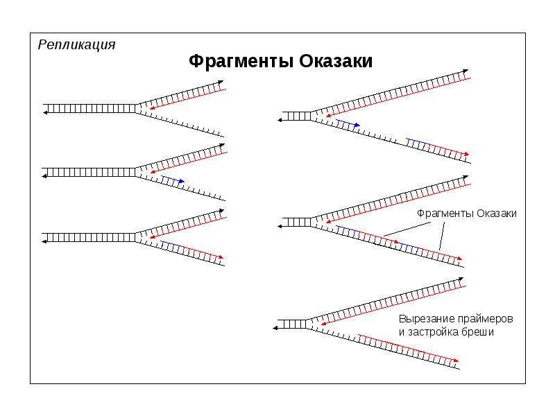 Фрагмент термин. ФРАГМЕНТЫ Оказаки функции. Синтез ДНК фрагментами Оказаки. Репликация ДНК ФРАГМЕНТЫ Оказаки. Репликация ДНК ферменты Оказаки.