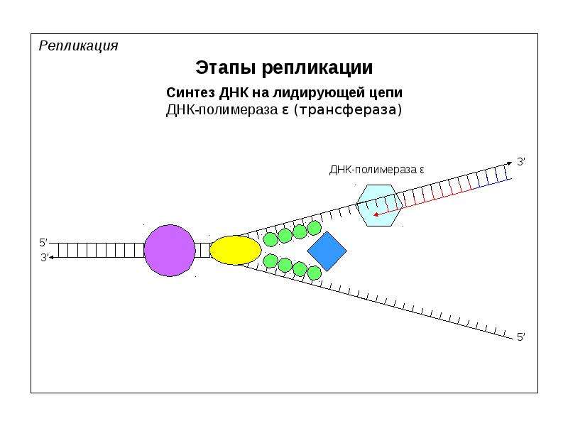 Репликация днк рнк полимераза. Этапы репликации лидирующей цепи ДНК. Этапы репликации на лидирующей цепи. Лидирующая цепь ДНК при репликации. Схема репликации ДНК лидирующая цепь.