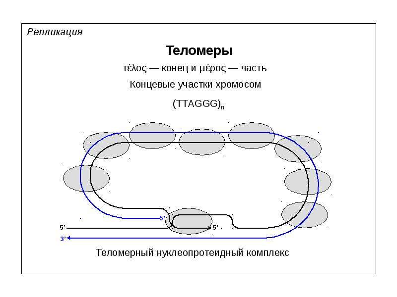 Репликация хромосом. Репликация теломерных отделов ДНК. Репликация концевых участков ДНК. Теломеры. Теломераза репликация. Репликация теломерных участков.