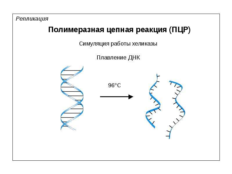 Репликация данных это. Полимеразная цепная реакция (ПЦР). Репликация ДНК. Репликация вирусной нуклеиновой кислоты. ПЦР репликация ДНК этап.