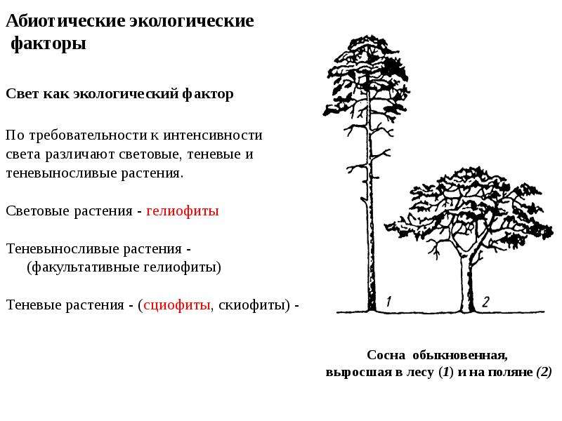 Растения и экологические факторы тест. Как экологический фактор. Свет как экологический фактор. Экологические факторы растений. Экологические факторы по отношению к свету.