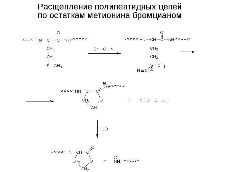 Расщепление полипептидов. Бромциановый метод расщепления полипептидных цепей. Реакция метионина с бромцианом. Метионин и бромциан. Химические методы фрагментации полипептидной цепи.