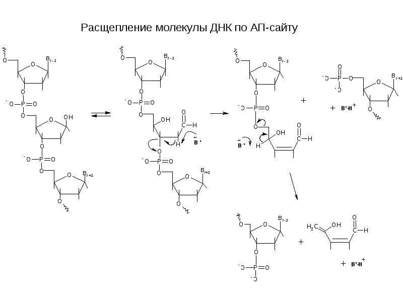 Расщепление молекул это. Синтез биополимеров. Расщепление ДНК. Молекула ДНК биополимер мономерами. Расщепит на молекулы.