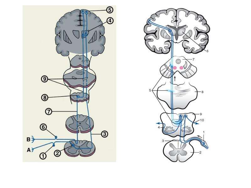 Проводящие пути головного и спинного мозга картинки
