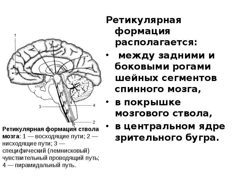 Ретикулярная формация мозга. Ретикулярная формация головного мозга анатомия. Ретикулярная формация ствола мозга. Ретикулярной формации ствола головного мозга функции. Физиологические функции ретикулярной формации мозга.