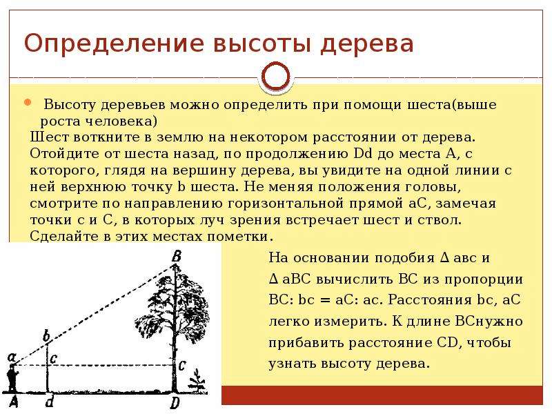 Как определить высоту. Измерение высоты дерева с помощью мерной вилки. Высота дерева. Определить высоту дерева.