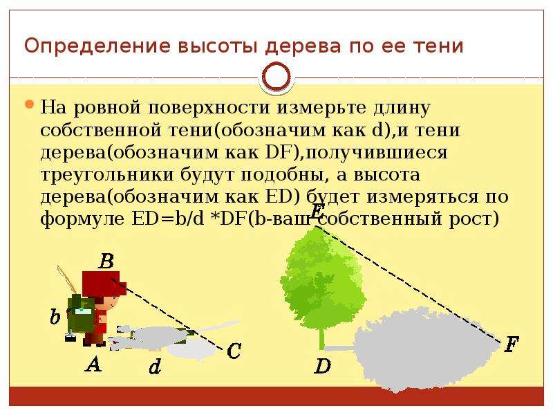 Измерение высоты. Измерение высоты дерева. Измерение высоты дерева по тени. Способы определения высоты дерева.