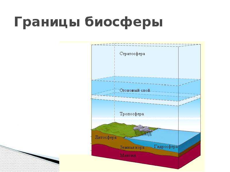 Структура биосферы картинки