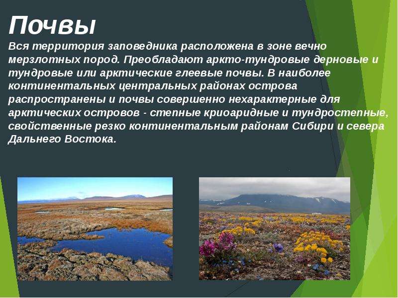 Остров врангеля природная зона. Заповедник остров Врангеля природная зона. Остров Врангеля климатическая зона. Остров Врангеля климатический пояс. Остров Врангеля почвы.