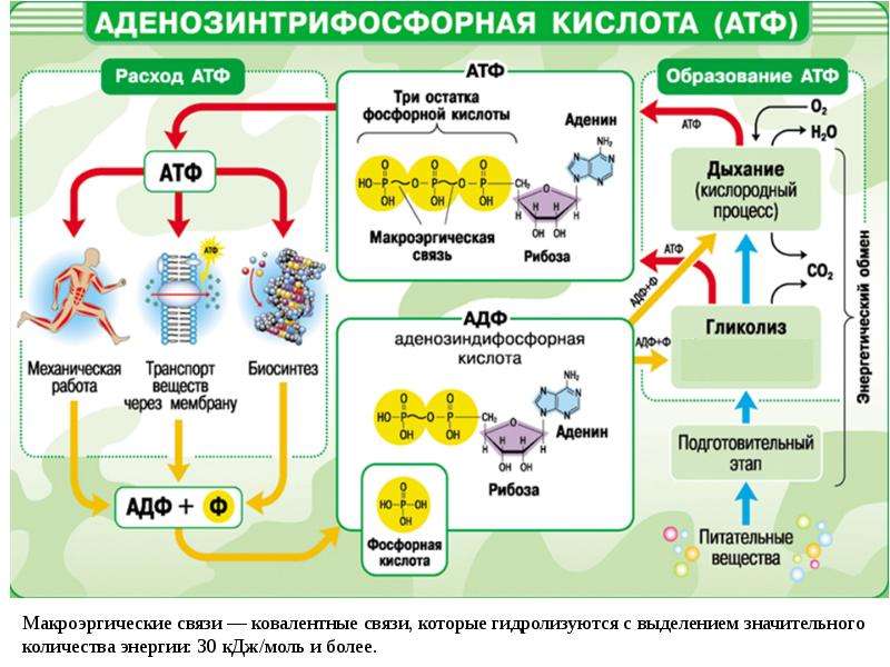 Обмен нуклеиновых кислот презентация