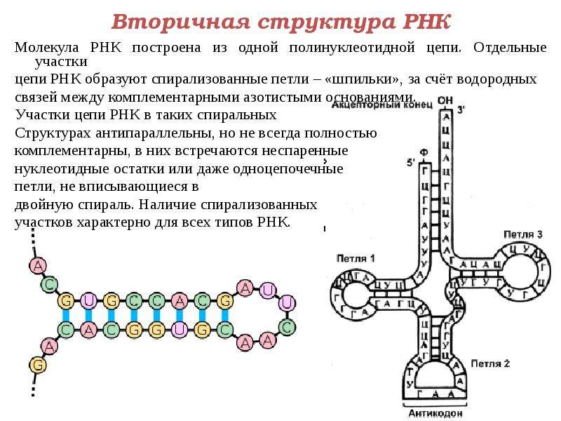 Молекула рнк и информация. Структуры РНК первичная вторичная и третичная. Первичная, вторичная, третичная структура РНК. Типы РНК:. Вторичная структура ТРНК представляет собой. Вторичная и третичная структура РНК.