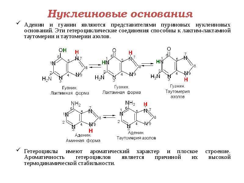 Классификация нуклеиновых кислот схема